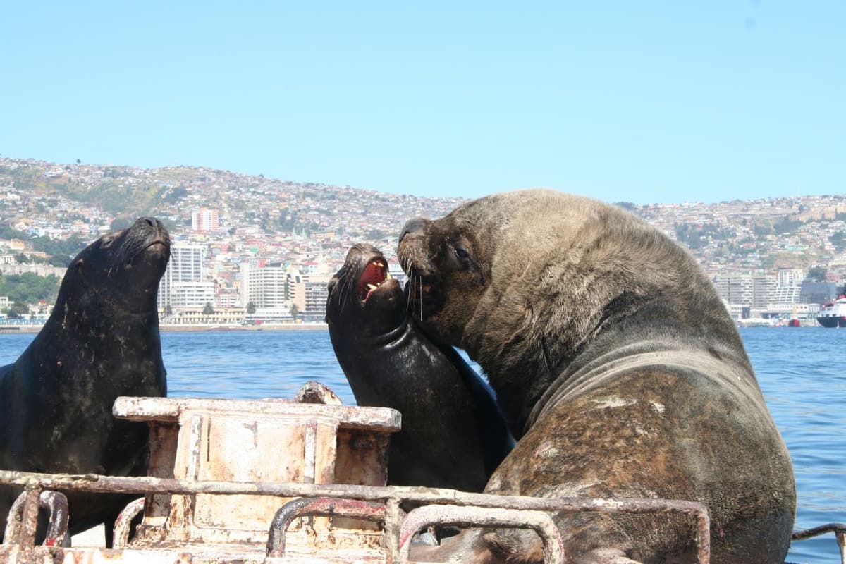 Sea lions resting on a buoy in the bay, with the hills of Valparaíso behind